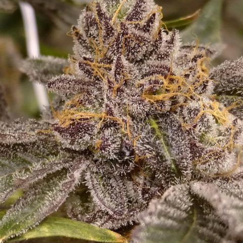 Peanut Butter Breath