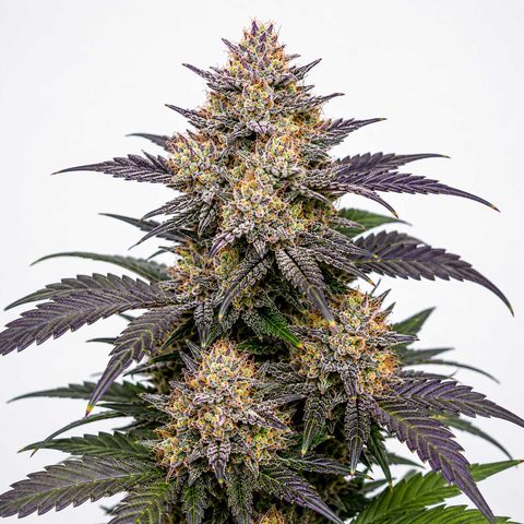Purple Jack x Sunset Sherbet