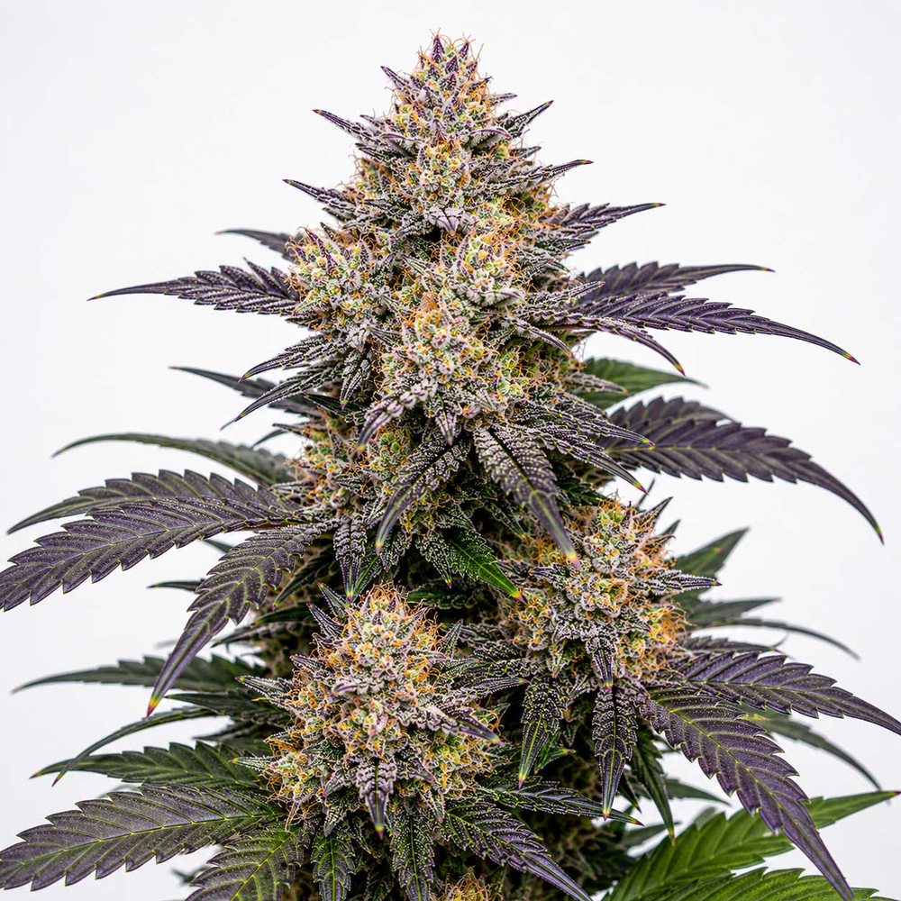 Purple Jack x Sunset Sherbet flowering plant