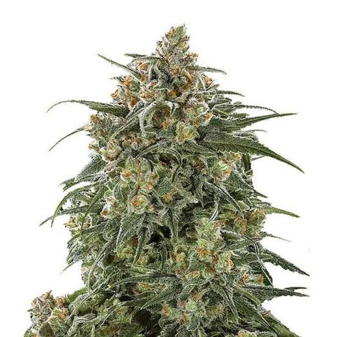 Sticky Banana